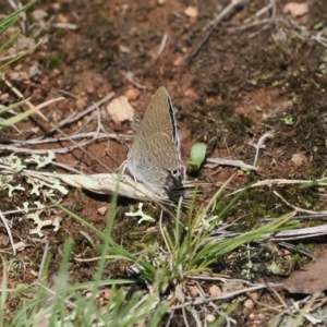 Jalmenus icilius at Goorooyarroo NR (ACT) - 18 Jan 2024