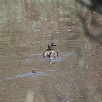 Tachybaptus novaehollandiae (Australasian Grebe) at Goorooyarroo NR (ACT) - 18 Jan 2024 by RAllen