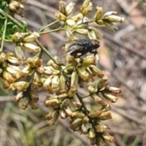 Muscidae (family) at Stirling Park (STP) - 14 Feb 2024