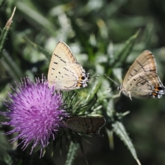 Jalmenus ictinus at Goorooyarroo NR (ACT) - 18 Jan 2024