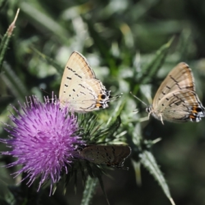 Jalmenus ictinus at Goorooyarroo NR (ACT) - 18 Jan 2024