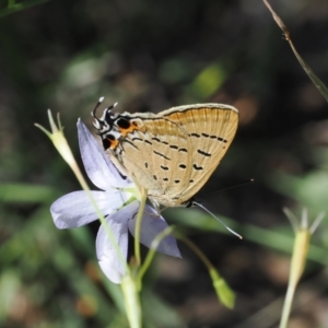 Jalmenus ictinus at Goorooyarroo NR (ACT) - 18 Jan 2024