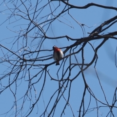 Dicaeum hirundinaceum (Mistletoebird) at Goorooyarroo NR (ACT) - 18 Jan 2024 by RAllen