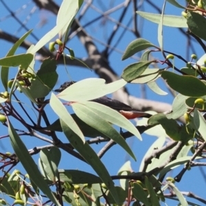 Dicaeum hirundinaceum at Goorooyarroo NR (ACT) - 19 Jan 2024