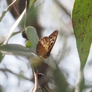 Heteronympha paradelpha at Mount Majura - 20 Jan 2024 02:57 PM