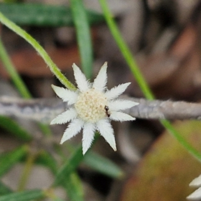 Actinotus minor (Lesser Flannel Flower) at Woodburn, NSW - 24 Feb 2024 by trevorpreston
