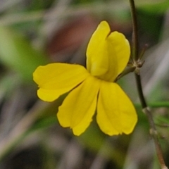 Goodenia paniculata at Wairo Beach and Dolphin Point - 24 Feb 2024 by trevorpreston