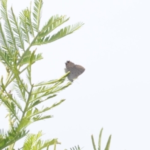 Acrodipsas aurata at Aarons Farm - 20 Jan 2024