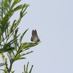 Acrodipsas aurata at Aarons Farm - 20 Jan 2024