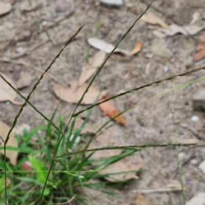 Digitaria sanguinalis at Meroo National Park - 24 Feb 2024 by trevorpreston