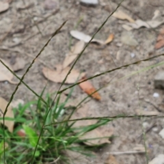 Digitaria sanguinalis at Meroo National Park - 24 Feb 2024 by trevorpreston
