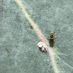 Diptera (order) at Downer, ACT - 24 Feb 2024 by Hejor1