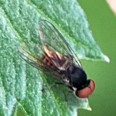 Lindneromyia sp. (Flat-footed fly) at Downer, ACT - 24 Feb 2024 by Hejor1