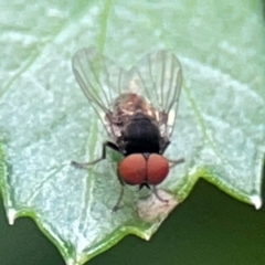 Lindneromyia sp. at Downer, ACT - 24 Feb 2024 10:02 AM