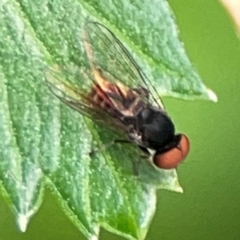 Lindneromyia sp. at Downer, ACT - 24 Feb 2024