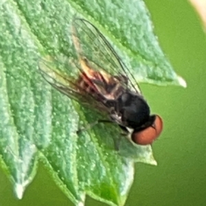 Lindneromyia sp. at Downer, ACT - 24 Feb 2024 10:02 AM