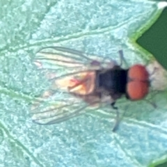 Lindneromyia sp. at Downer, ACT - 24 Feb 2024