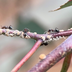 Iridomyrmex rufoniger (Tufted Tyrant Ant) at Downer, ACT - 24 Feb 2024 by Hejor1