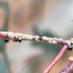 Iridomyrmex rufoniger at Downer, ACT - 24 Feb 2024