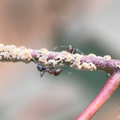 Eriococcidae sp. (family) (Unidentified felted scale) at Downer, ACT - 24 Feb 2024 by Hejor1