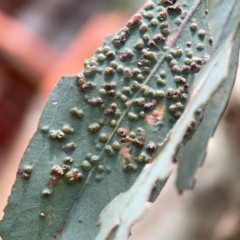 Ophelimus (genus) (Eucalyptus gall wasp) at Downer, ACT - 24 Feb 2024 by Hejor1
