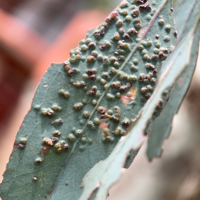 Ophelimus (genus) (Eucalyptus gall wasp) at Downer, ACT - 24 Feb 2024 by Hejor1