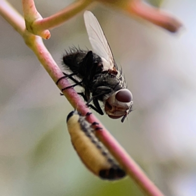 Unidentified Other true fly at Downer, ACT - 24 Feb 2024 by Hejor1