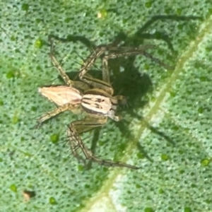 Oxyopes sp. (genus) at Downer, ACT - 24 Feb 2024