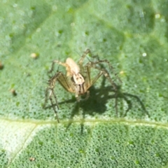 Oxyopes sp. (genus) at Downer, ACT - 24 Feb 2024 11:57 AM