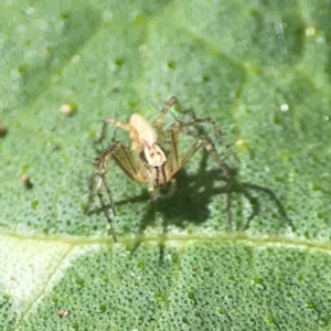 Oxyopes sp. (genus) at Downer, ACT - 24 Feb 2024