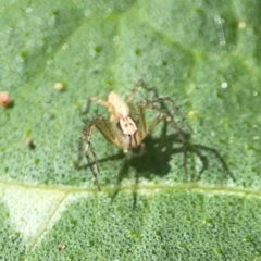 Oxyopes sp. (genus) at Downer, ACT - 24 Feb 2024