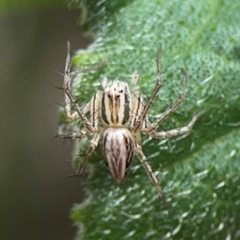 Oxyopes (genus) (Lynx spider) at Downer, ACT - 24 Feb 2024 by Hejor1