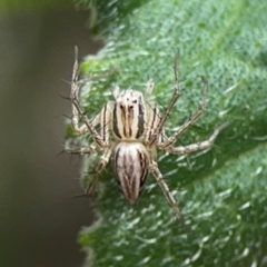 Oxyopes sp. (genus) (Lynx spider) at Downer, ACT - 24 Feb 2024 by Hejor1