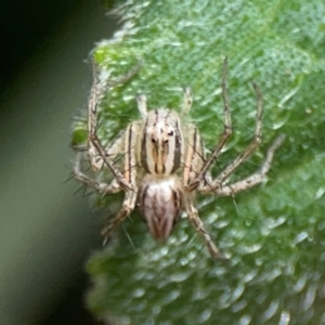 Oxyopes sp. (genus) at Downer, ACT - 24 Feb 2024