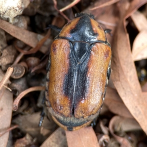 Chondropyga dorsalis at Downer, ACT - 24 Feb 2024