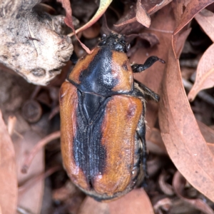 Chondropyga dorsalis at Downer, ACT - 24 Feb 2024 12:02 PM