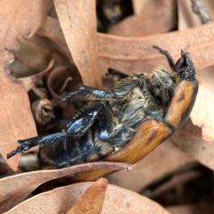 Chondropyga dorsalis at Downer, ACT - 24 Feb 2024