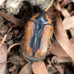 Chondropyga dorsalis at Downer, ACT - 24 Feb 2024