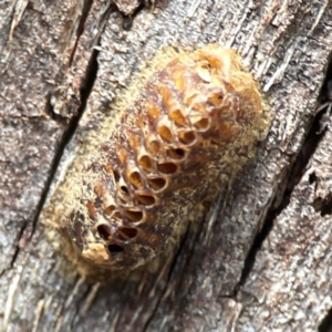 Orthodera ministralis at Downer, ACT - 24 Feb 2024 12:04 PM