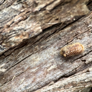 Orthodera ministralis at Downer, ACT - 24 Feb 2024