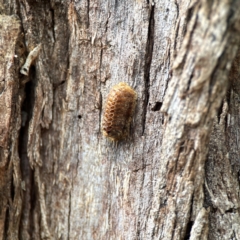 Orthodera ministralis at Downer, ACT - 24 Feb 2024