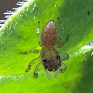 Opisthoncus sp. (genus) at Downer, ACT - 24 Feb 2024