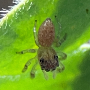 Opisthoncus sp. (genus) at Downer, ACT - 24 Feb 2024