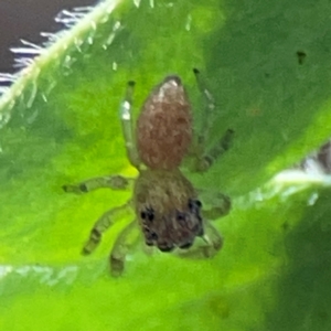 Opisthoncus sp. (genus) at Downer, ACT - 24 Feb 2024