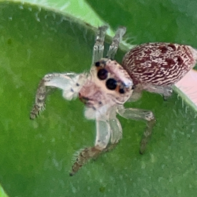 Opisthoncus sp. (genus) (Unidentified Opisthoncus jumping spider) at Downer, ACT - 24 Feb 2024 by Hejor1