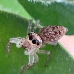 Opisthoncus sp. (genus) at Downer, ACT - 24 Feb 2024