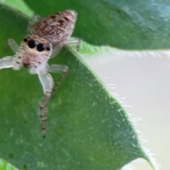 Opisthoncus sp. (genus) at Downer, ACT - 24 Feb 2024