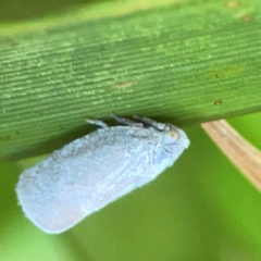 Anzora unicolor (Grey Planthopper) at Downer, ACT - 24 Feb 2024 by Hejor1