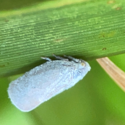 Anzora unicolor (Grey Planthopper) at Downer, ACT - 24 Feb 2024 by Hejor1