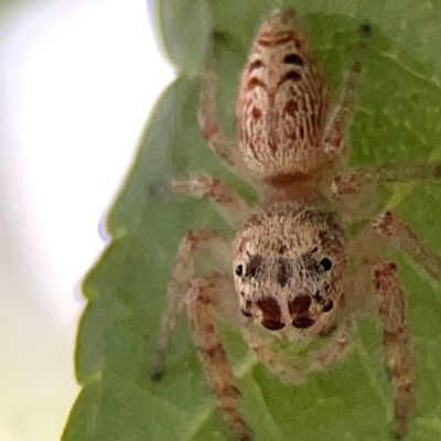 Opisthoncus sp. (genus) (Opisthoncus jumping spider) at Downer, ACT - 24 Feb 2024 by Hejor1